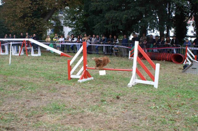 foire-haricots 2011-09-17et18